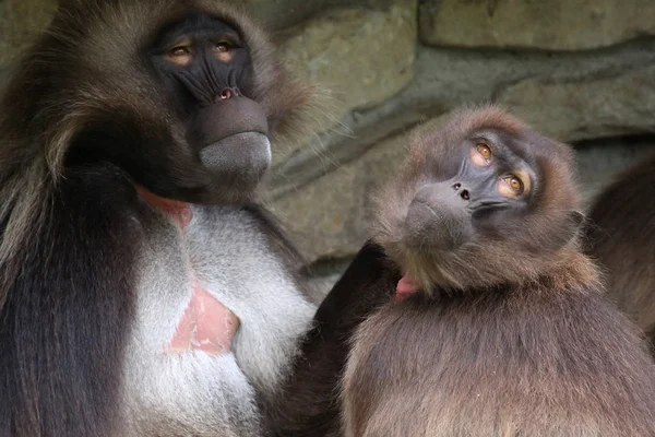 Encerramento Animais Jardim Zoológico — Fotografia de Stock