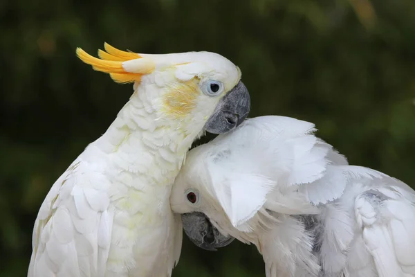 Guarda Chuva Cacatua Gelbhaubenkakadu — Fotografia de Stock