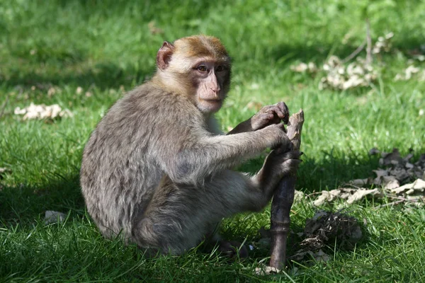 Barbarský Macaque Hrát Holí — Stock fotografie