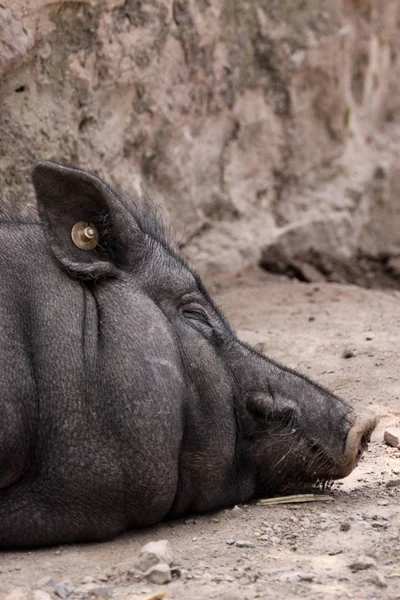 Detailní Záběr Zvířat Zoologické Zahradě — Stock fotografie