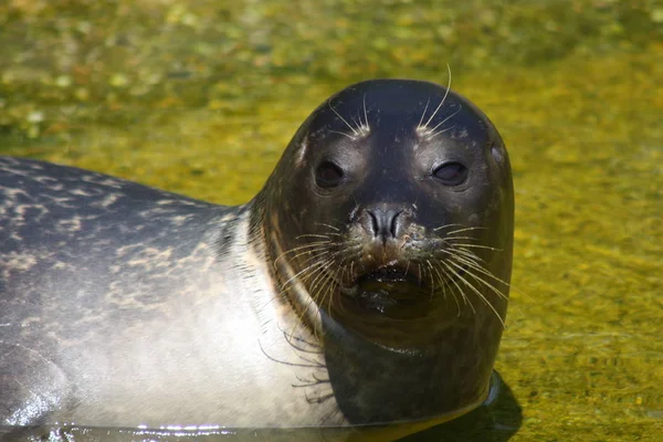 Animales Diferentes Enfoque Selectivo — Foto de Stock