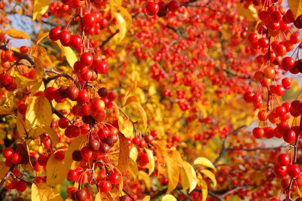 Cerezo Silvestre Otoño Cerezo Silvestre Caso — Foto de Stock