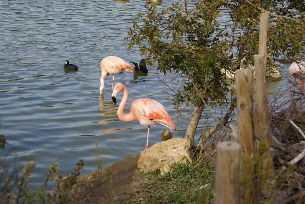 Vista Panorâmica Flamingos Majestosos Natureza — Fotografia de Stock