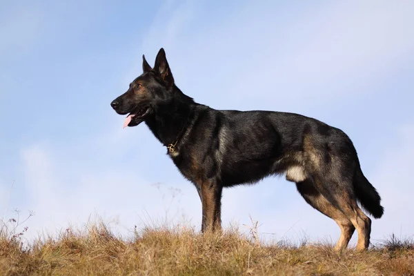 德国牧羊犬 动物宠物 — 图库照片