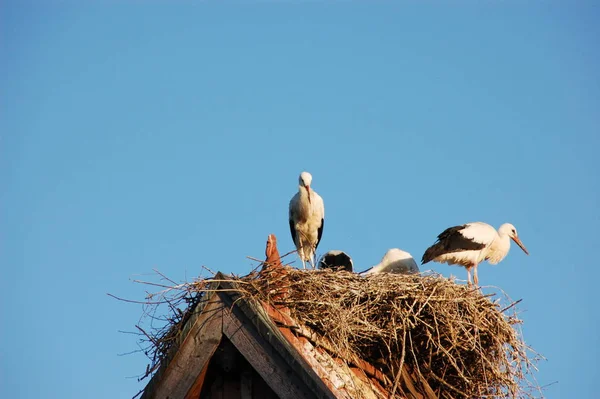 Störche Auf Dem Nest — Stockfoto