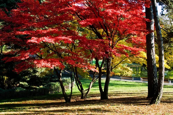 Parkland Exotic Tree — Stock Photo, Image