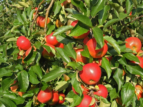 Főzés Nélküli Vegetáriánus Ételek Szelektív Fókusz — Stock Fotó