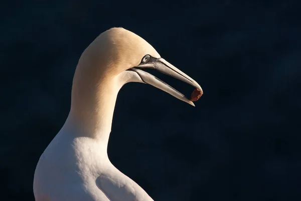 Scenic View Gannets Birds Nature — Stock Photo, Image