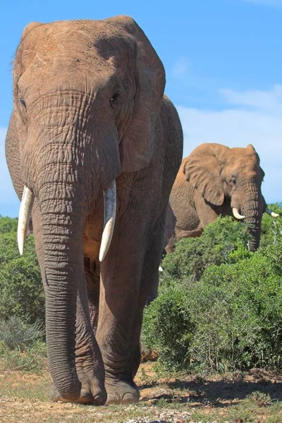 Ελέφαντες Στον Αφρικανικό Θάμνο — Φωτογραφία Αρχείου