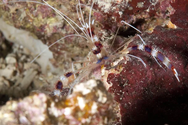 Unterwasserwelt Des Toten Meeres — Stockfoto