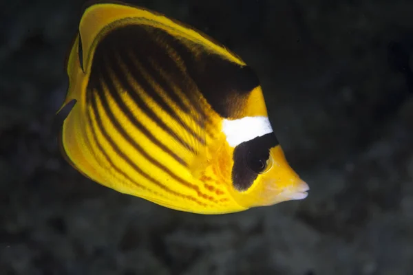 Vista Panorámica Los Peces Mariposa Bajo Agua —  Fotos de Stock