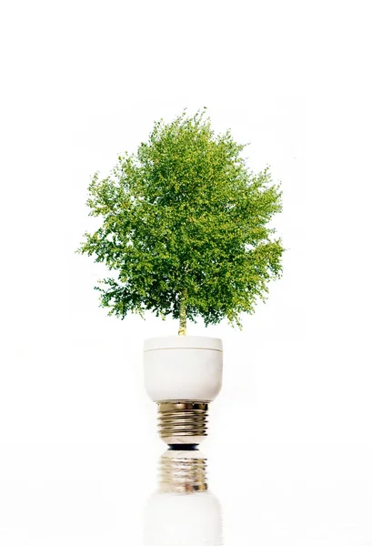 Green Plant Light Bulb Stock Image