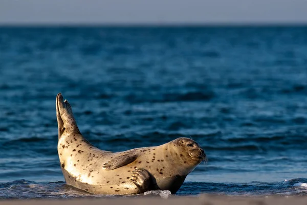 Sigillo Sulla Spiaggia — Foto Stock