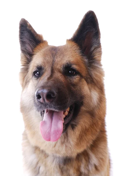 Chien Berger Allemand Isolé Sur Fond Blanc — Photo