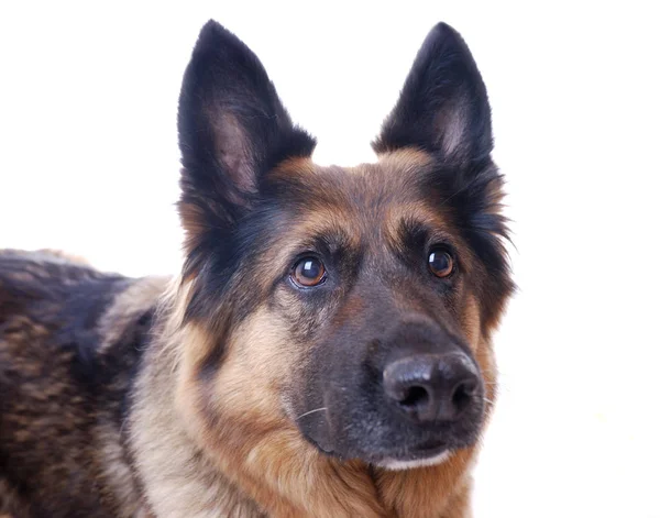 Retrato Cão Bonito — Fotografia de Stock