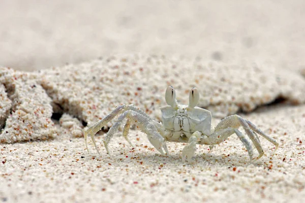 Caranguejo Fantasma Praia Digue Seicheles — Fotografia de Stock