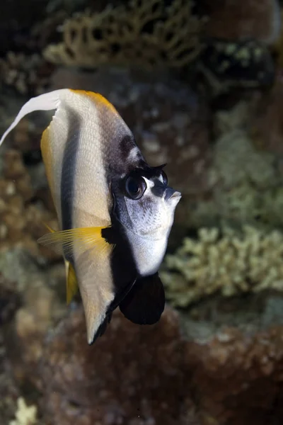 Szenischer Blick Auf Die Unterwasserwelt — Stockfoto