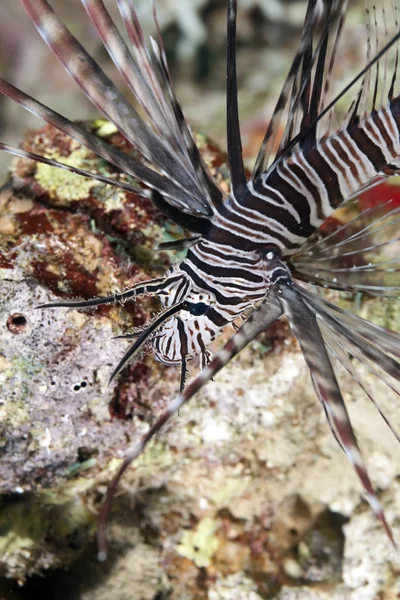 Lionfish Mar Subaquático Vida Marinha — Fotografia de Stock