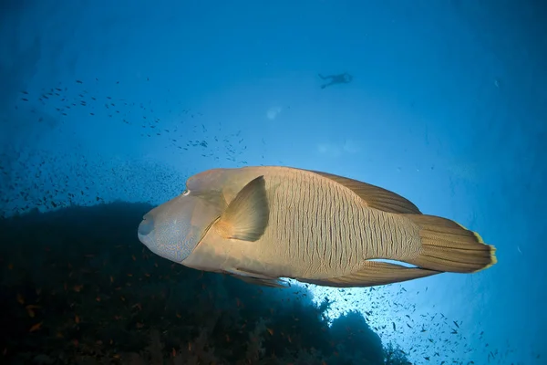 Napoleon Wrasse Óceán — Stock Fotó