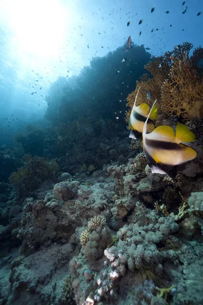 Fotografia Subacquea Vita Marina Dei Caraibi — Foto Stock