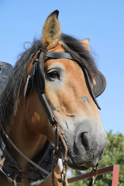 Bonito Cavalo Selvagem Natureza — Fotografia de Stock