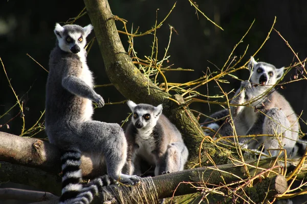 Katta Een Boom — Stockfoto