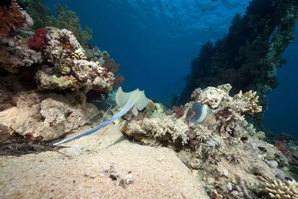 Ocean Coral Fish — Stock Photo, Image