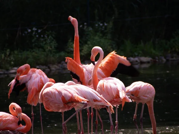 Schilderachtig Uitzicht Majestueuze Flamingo Natuur — Stockfoto