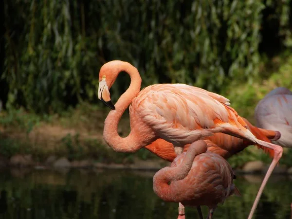 Vista Panorâmica Flamingos Majestosos Natureza — Fotografia de Stock