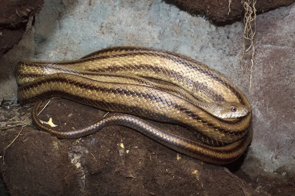 Serpiente Animal Reptil Carnívoro — Foto de Stock