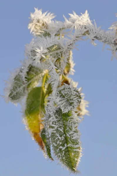 Vista Uma Cena Inverno — Fotografia de Stock