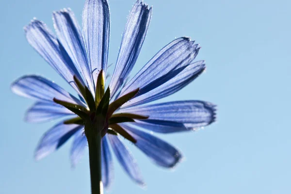 一般的なチコリの花 チコリウム インティバス — ストック写真
