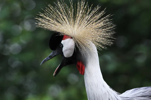 Schilderachtig Uitzicht Prachtige Gekroonde Kraanvogel — Stockfoto