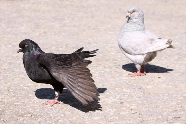 Vacker Utsikt Över Vacker Fågel Naturen — Stockfoto