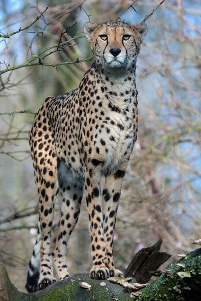 Leopard Rovdjur Stor Katt — Stockfoto