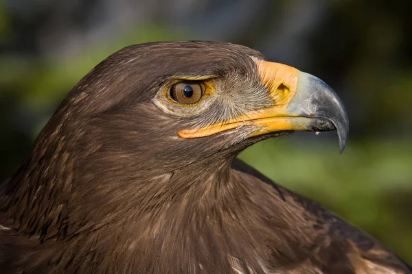 Malebný Pohled Krásného Orla Ptáka Přírodě — Stock fotografie