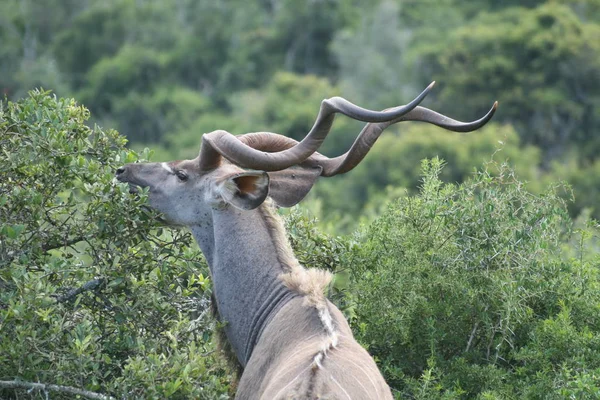 Kudu Sudáfrica — Foto de Stock