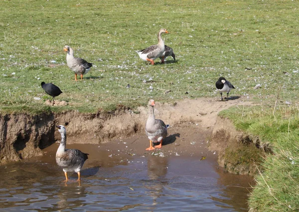 Vacker Utsikt Över Gäss Fåglar Naturen — Stockfoto