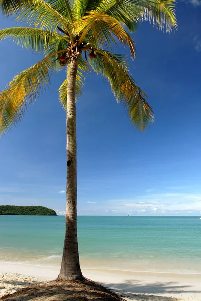 Tropická Pláž Palmami Modrou Oblohou — Stock fotografie