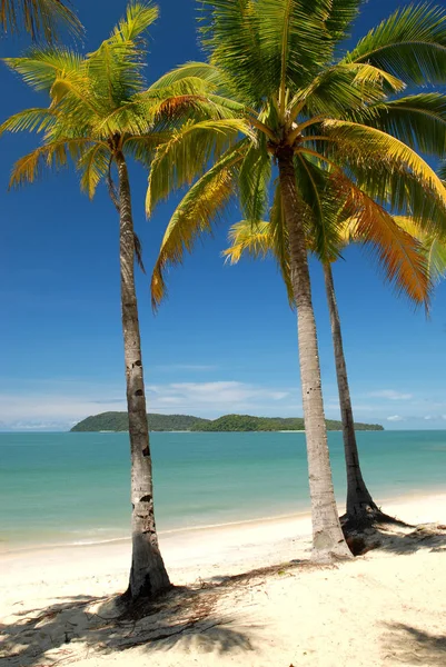 Tropikalna Plaża Palmami Kokosowymi Błękitnym Niebem — Zdjęcie stockowe