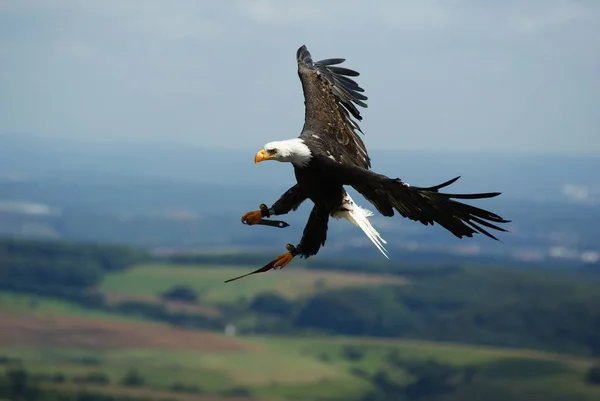 Vacker Utsikt Över Majestätisk Skallig Örn Vild Natur — Stockfoto