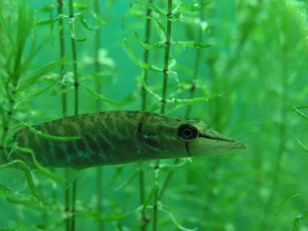 Pickerel Elölről — Stock Fotó