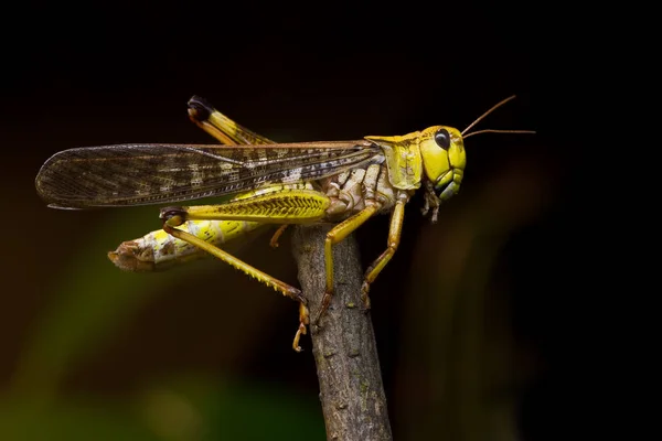 Insektenheuschrecke Kricketkäfer — Stockfoto