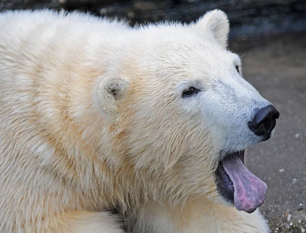 Urso Polar Com Língua Pendurada Fora — Fotografia de Stock