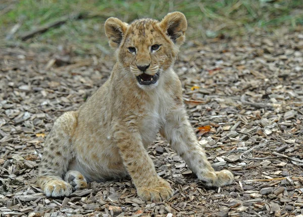 Jungtiere Selektiver Fokus — Stockfoto