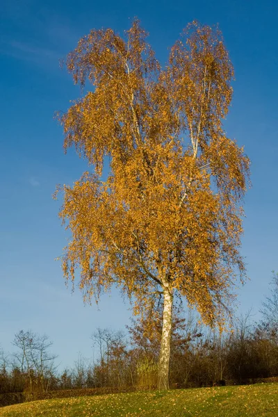 Höstatmosfär Selektivt Fokus — Stockfoto