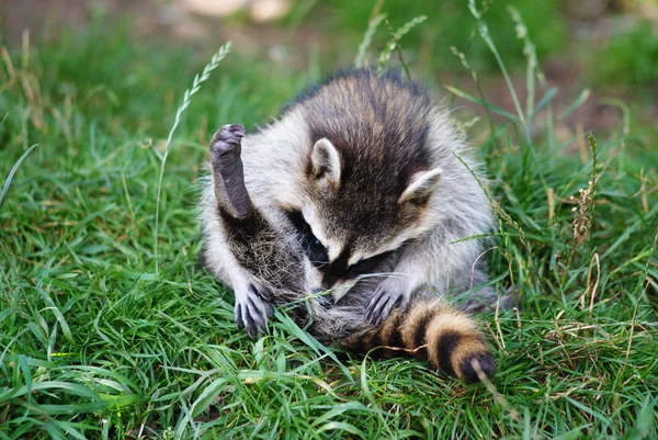 Animali Diversi Attenzione Selettiva — Foto Stock