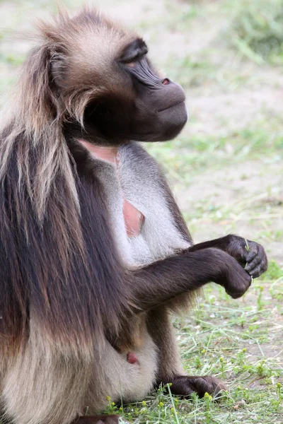 Ape Animal Monkey Baboon — Stock Photo, Image