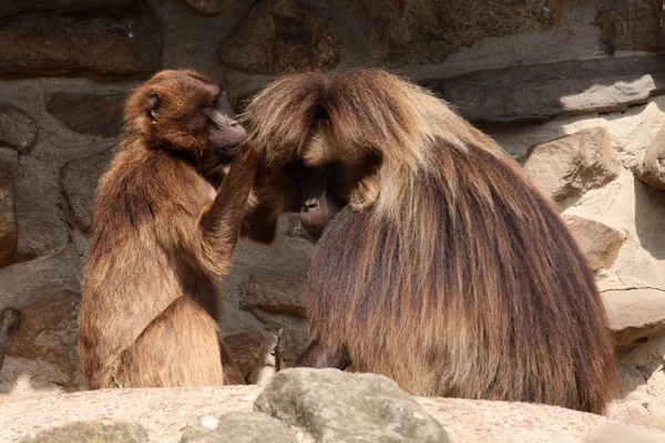 Encerramento Animais Jardim Zoológico — Fotografia de Stock