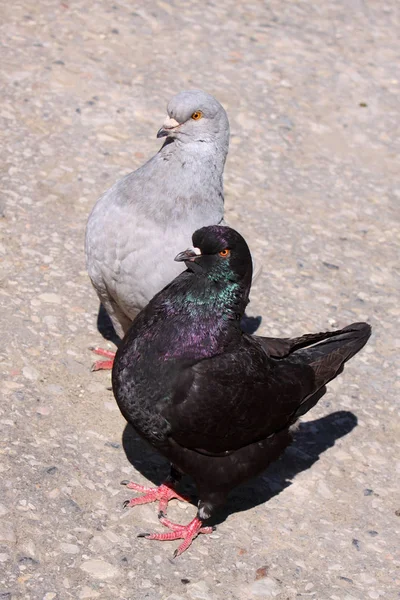 Aussichtsreiche Aussicht Auf Schöne Vögel Der Natur — Stockfoto